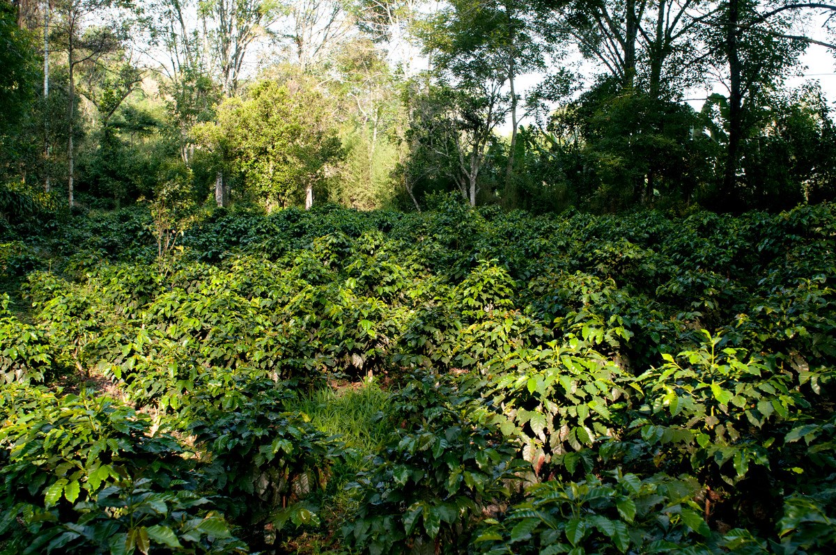 Rainforest Alliance Certified coffee farm San Diego- visit with Rainforest Alliance and NaturaCert.